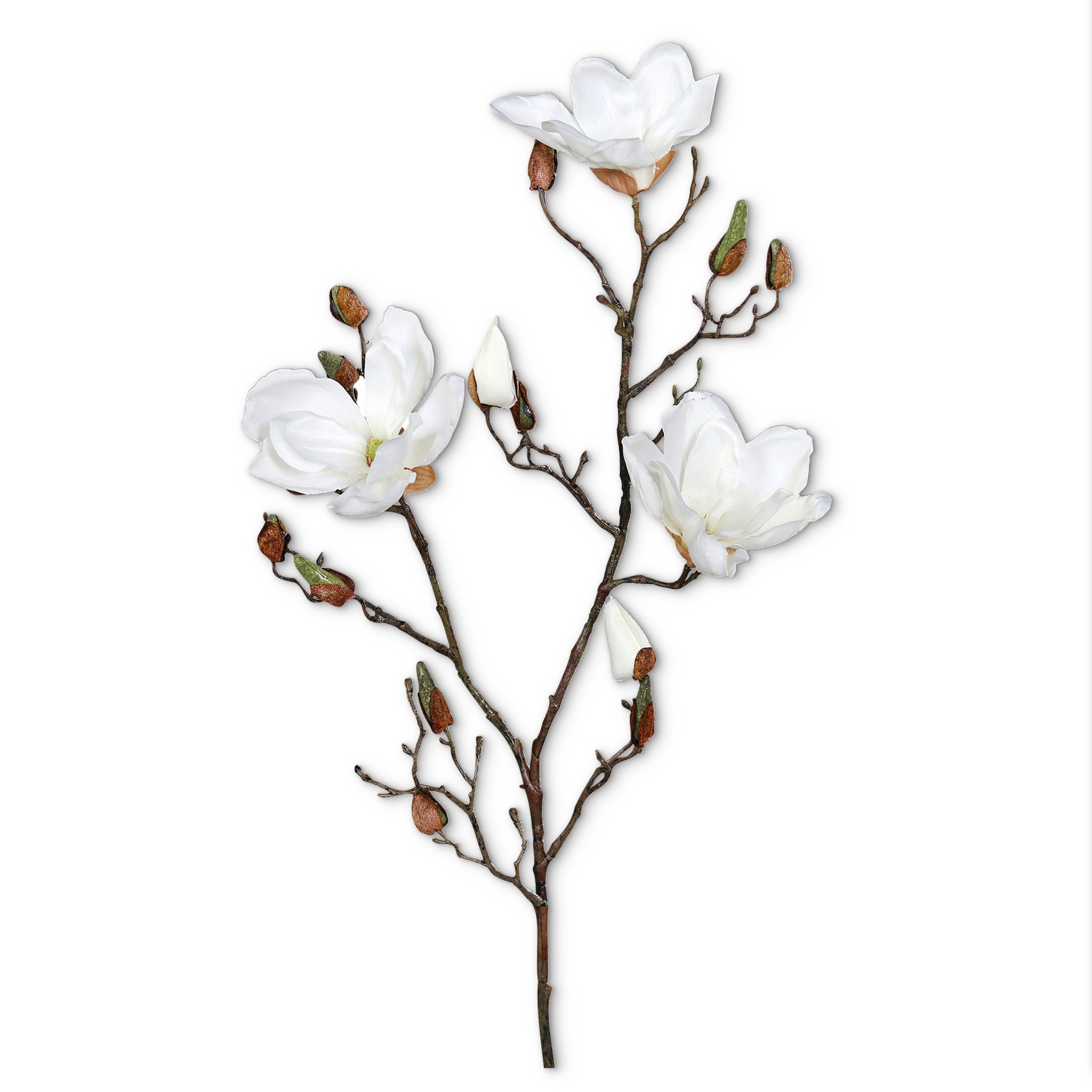 Frühlingszweig Magnolie