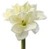 matches21 - Webshop Amaryllis Kunstblumen 3 Stiele a 5 Blueten 12 cm Kunstpflanzen 1 Bund 2 Farben 121887 1 1 11