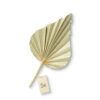 matches21 - Webshop Deko Palmspeere Naturdeko Bastelmaterial Gestecke natur 5er Set 11 13 cm 125264 5 1 10