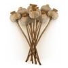 matches21 - Webshop Getrocknete Mohnkoepfe natur im 5er Set Mohn Trockenblumen fuer Sommer Herbst Deko Bastelmaterial Echte Mohnblumen mit entgifteten Mohnkapseln als moderne Wohnzimmer Tisch Deko 125252 14 26