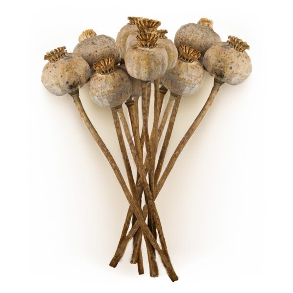 matches21 - Webshop Getrocknete Mohnkoepfe natur im 5er Set Mohn Trockenblumen fuer Sommer Herbst Deko Bastelmaterial Echte Mohnblumen mit entgifteten Mohnkapseln als moderne Wohnzimmer Tisch Deko 125252 14 18