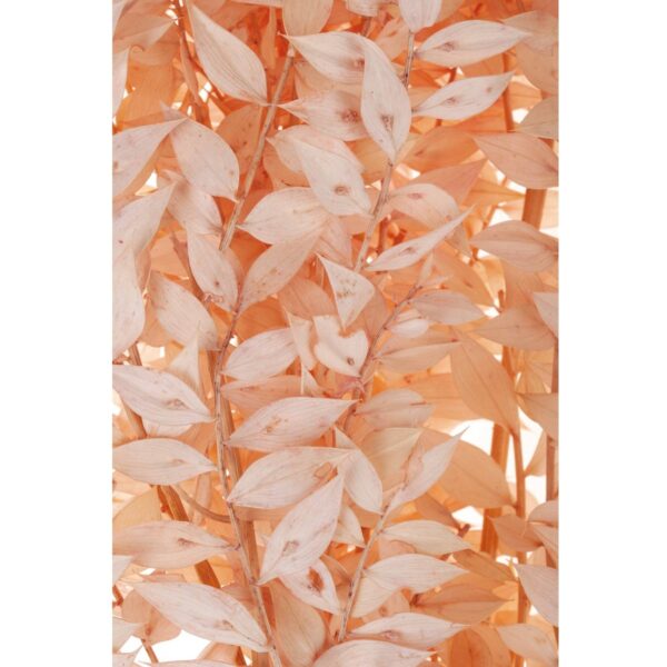 matches21 - Webshop Getrockneter Ruscus in Orange 70 cm 126993 12 1 38