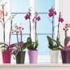 matches21 - Webshop Glaenzende Orchideentoepfe mit Stegen uebertoepfe Keramik 1 Stk 14x15 in 7 Farben 120904 2 1 39