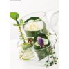 matches21 - Webshop Glastoepfe Pflanzgefaesse Glasvasen rund Vasen dickes Glas klar 1 Stk in 2 Groessen 125026 5 1 24