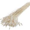 matches21 - Webshop Lagurus Samtgras Hasenschwaenzchen Trockenblume Trockengras 1 Bund 100g gebleicht 123676 1 3