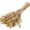 matches21 - Webshop Lagurus Samtgras Hasenschwaenzchen Trockenblume Trockengras 1 Bund a 150g natur 123675 1 3