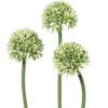 matches21 - Webshop Lauch Blueten Allium Kunstblumen Kunstpflanzen 3er Bund 34 cm 2 Farben 120533 1 1 11