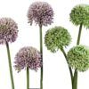 matches21 - Webshop Lauch Blueten Allium Kunstblumen Kunstpflanzen 3er Bund 46 cm 2 Farben 120532 1 10