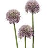 matches21 - Webshop Lauch Blueten Allium Kunstblumen Kunstpflanzen 3er Bund 46 cm 2 Farben 120532 2 1 12