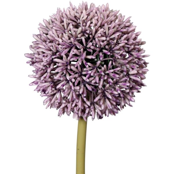 matches21 - Webshop Lauchblueten Allium Kunstblumen kuenstlich Kunststoff 1 Stk 11x67 cm 2 Farben 123685 2 1 9