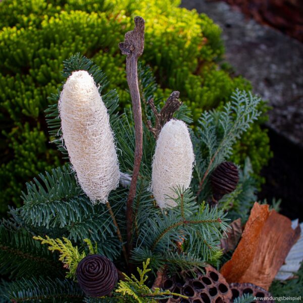 matches21 - Webshop Luffa am Stiel Trockenblumen Naturdeko basteln gebleicht 5er Set ca 10 15 cm 125248 3 1 2