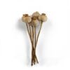 matches21 - Webshop Mohnkoepfe entgiftet Trockenblumen getrocknet Bastelmaterial natur 5er Set 125252 14 25