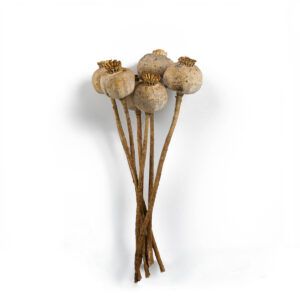 matches21 - Webshop Mohnkoepfe entgiftet Trockenblumen getrocknet Bastelmaterial natur 5er Set 125252 14 66