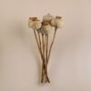 matches21 - Webshop Mohnkoepfe entgiftet Trockenblumen getrocknet Bastelmaterial natur 5er Set 125252 4 29