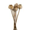 matches21 - Webshop Mohnkoepfe entgiftet Trockenblumen getrocknet Bastelmaterial natur 5er Set 125252 5 32