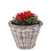 matches21 - Webshop Pflanzkuebel Kubu Rattan Blumentoepfe in vielen Formen und Groessen 127564 43 1 256