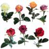 matches21 - Webshop Rosen Equador Kunstblumen Stielrosen Kunstpflanzen Blueten 51 cm 1 Stk 7 Farben 120545 1 25