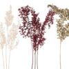 matches21 - Webshop Ruscus Maeusedornen Trockenblumen Boho Naturdeko getrocknet Natur 70 cm 3 Farben 125743 1 19