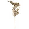 matches21 - Webshop Ruscus Maeusedornen Trockenblumen Boho Naturdeko getrocknet Natur 70 cm 3 Farben 125743 5 1 22