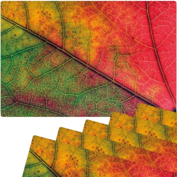 matches21 - Webshop Tischset Platzsets MOTIV abwaschbar Herbstblatt Blattadern Nahaufnahme rot 126263 3 1 15