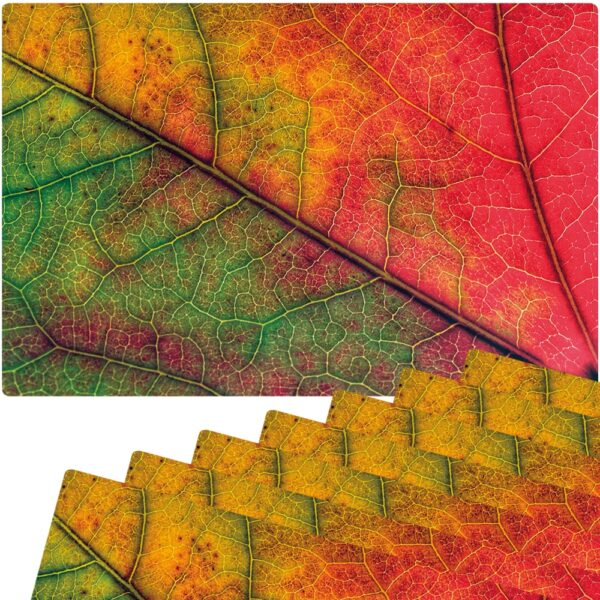 matches21 - Webshop Tischset Platzsets MOTIV abwaschbar Herbstblatt Blattadern Nahaufnahme rot 126263 4 1 16