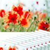 matches21 - Webshop Tischsets Platzsets MOTIV Mohnblumen Mohn Wiese 12 Stk abwaschbar 112142 1 3