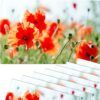 matches21 - Webshop Tischsets Platzsets MOTIV Mohnblumen Mohn Wiese 8 Stk abwaschbar 112141 1 3