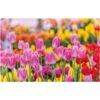 matches21 - Webshop Tischsets Platzsets MOTIV abwaschbar pinke Tulpen Blumenwiese bunt 126277 1 1 16