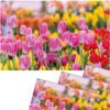 matches21 - Webshop Tischsets Platzsets MOTIV abwaschbar pinke Tulpen Blumenwiese bunt 126277 6 1 17