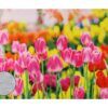 matches21 - Webshop Tischsets Stoff CLOTH waschbar pinke Tulpen Blumenwiese bunt 126332 3 1 16