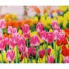 matches21 - Webshop Tischsets Stoff CLOTH waschbar pinke Tulpen Blumenwiese bunt 126332 4 1 13