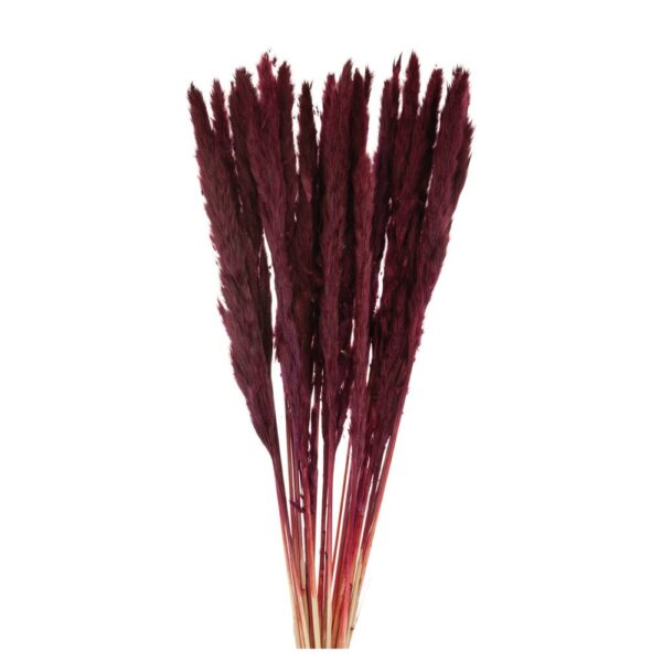 matches21 - Webshop Trockenblumen Deko Bund Ziergras gefaerbt rot 70 80 cm 126441 1 1