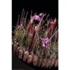 matches21 - Webshop Vasen Glas Dekoglaeser Glasvasen Blumenvasen Zylinder hoch rund 1 Stk 7 Groessen 118437 8 1 40