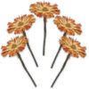 matches21 - Webshop Zuckerbuesche Protea 5er Set Trockenblumen natur hell gebleicht 20 30 cm 125240 1 8