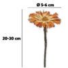 matches21 - Webshop Zuckerbuesche Protea 5er Set Trockenblumen natur hell gebleicht 20 30 cm 125240 1 1 9